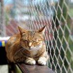 Katzennetz-Test: Eine Katze in der Sonne auf dem gesicherten Balkon.