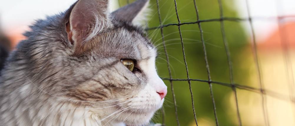 Katzennetz-Test: Eine flauschige Katze schaut durch ein Katzennetz.