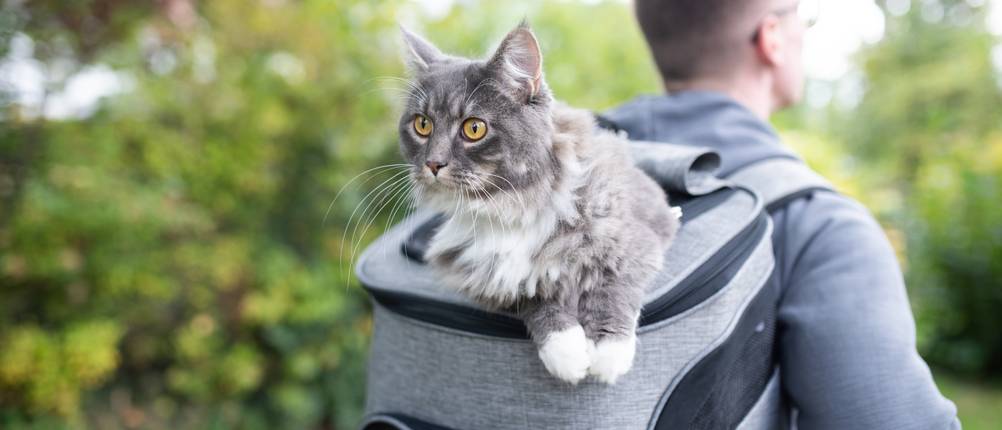 katzenrucksack-test