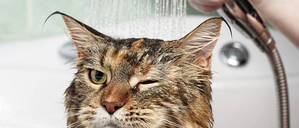 Katzenshampoo Test