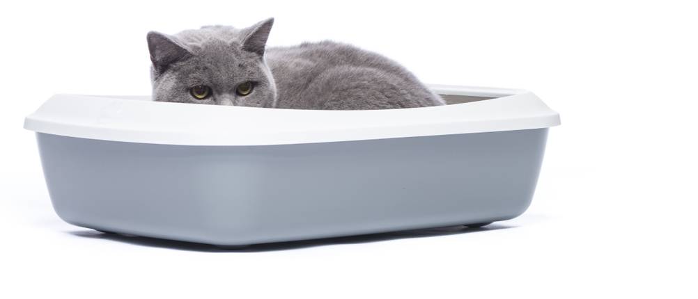 katzenstreu katzenklo