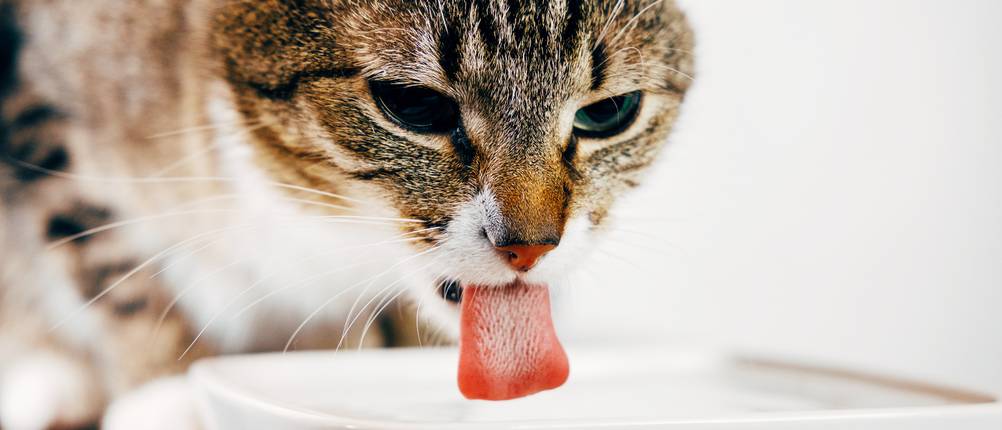 katzensuppe-test