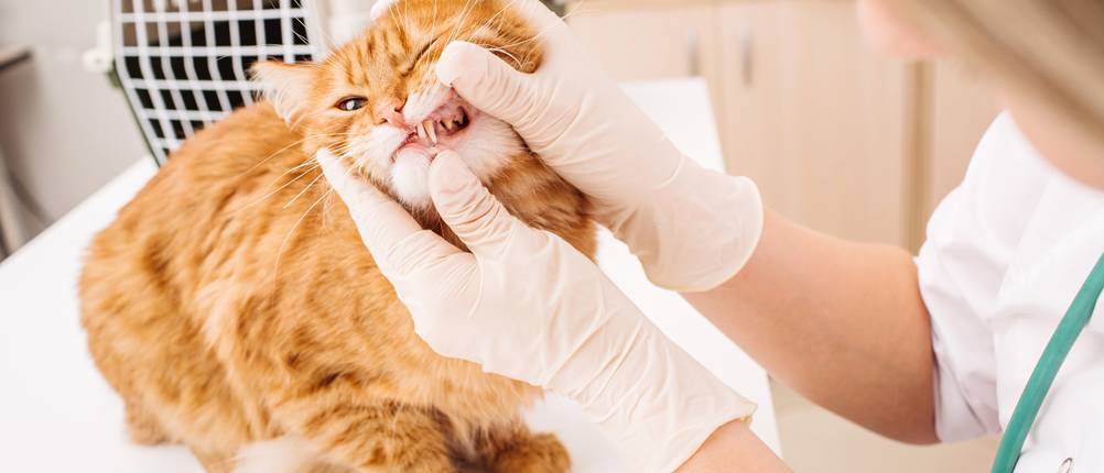Katzenkrankenversicherung-Vergleich: Eine Tierärztin untersucht die Zähne einer Katze. 