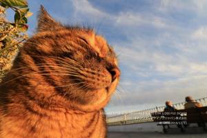 Katze mit Weitwinkelobjektiv fotografiert