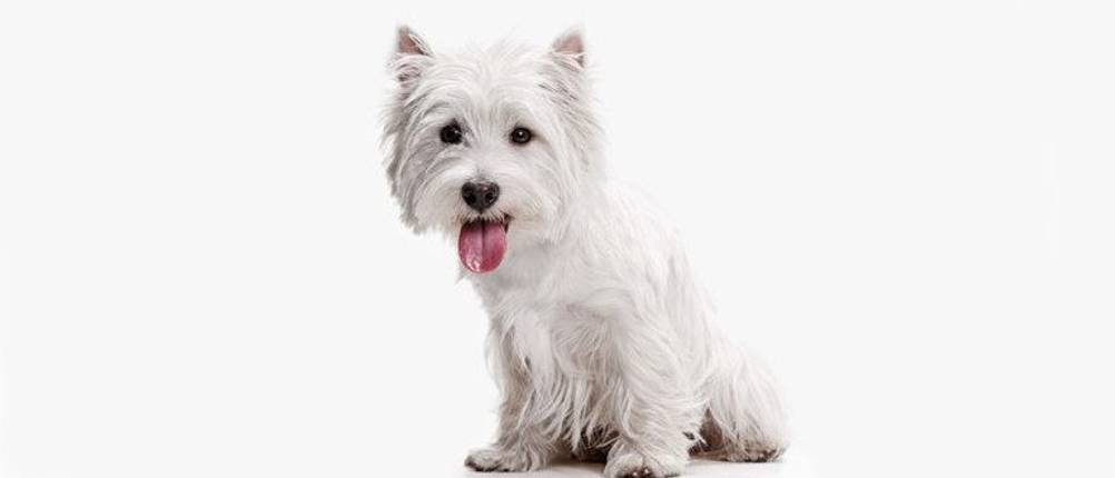 Kauwurzel Hund Test