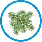 Kiefer Weihnachtsbaum