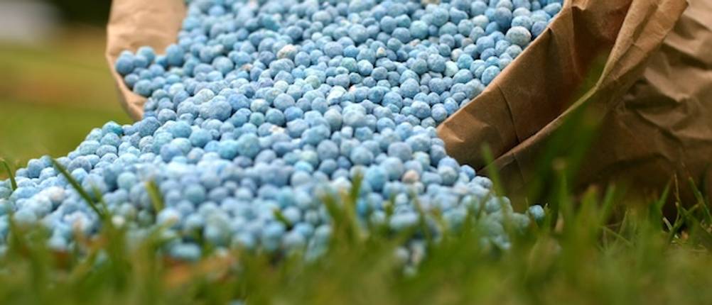 Kirschlorbeer-Dünger als Blaukorn als Nahaufnahme im Test.