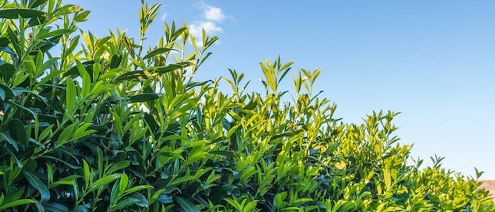Kirschlorbeer-Dünger getestet: Eine Kirschlorbeer-Hecke in Nahaufnahme.