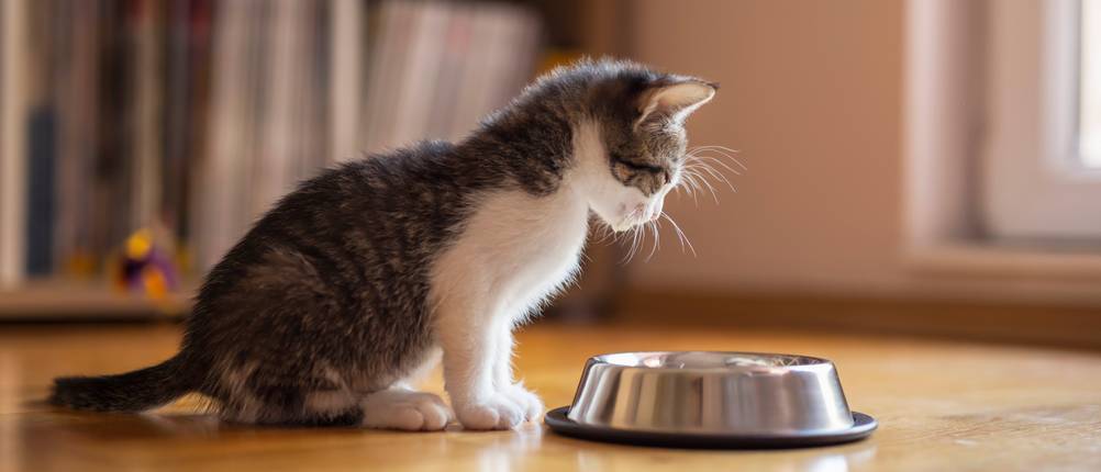 Kitten-Nassfutter Test