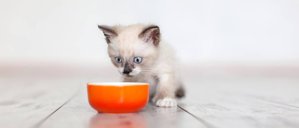 Kitten Trockenfutter Test