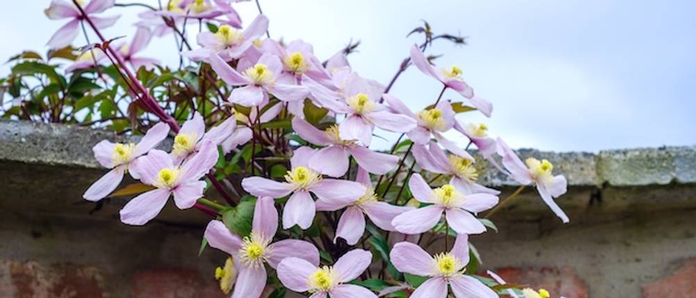 Getestete Kletterpflanze in violett an einem Hausdach.