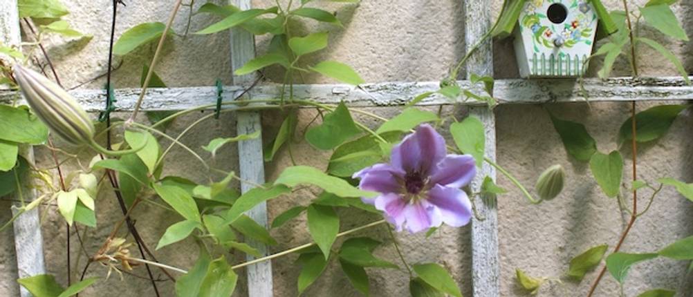 Kletterpflanze im Test: Eine lilafarbene Clematis an einer Rankhilfe.