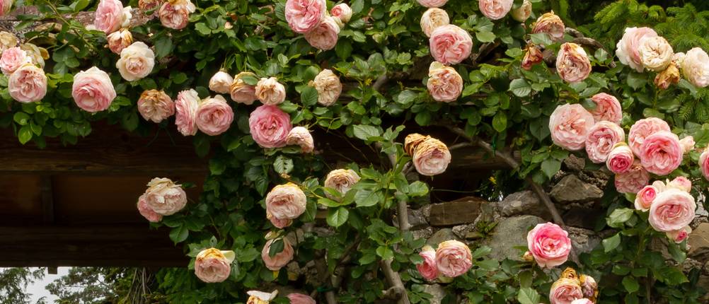 Kletterrose Test