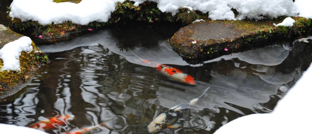 Koi-Winterfutter-Test: Kois schwimmen in einem mit Schnee und Eis bedecktem Teich.