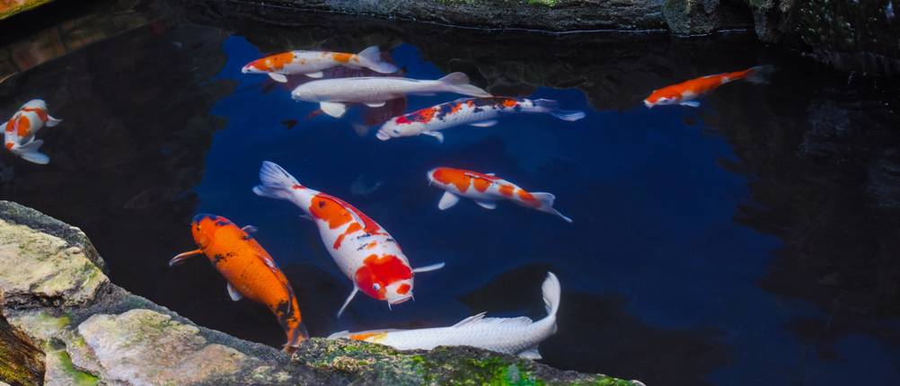 Koi-Winterfutter-Test: Kois unterschiedlicher Größen in einem Teich.