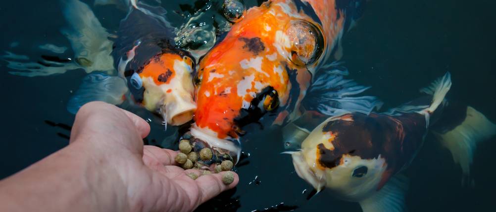Koi-Winterfutter-Test: Drei Kois im Wasser werden mit der Hand gefüttert.