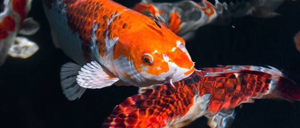 fische teich pflege outdoor