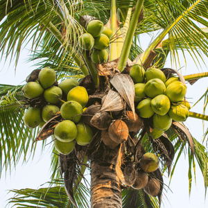 kokoswasser aus grüner kokosnuss an palme gewachsen