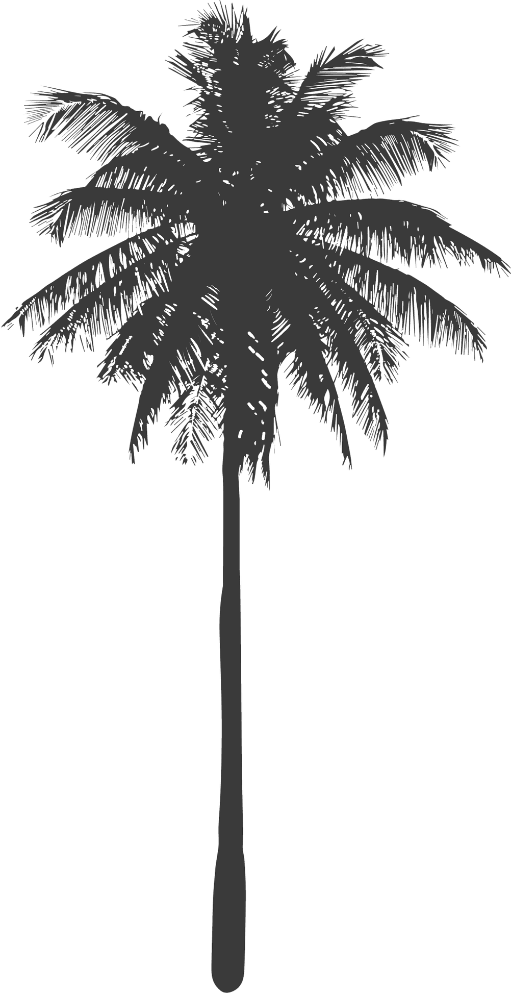 Kokospalme