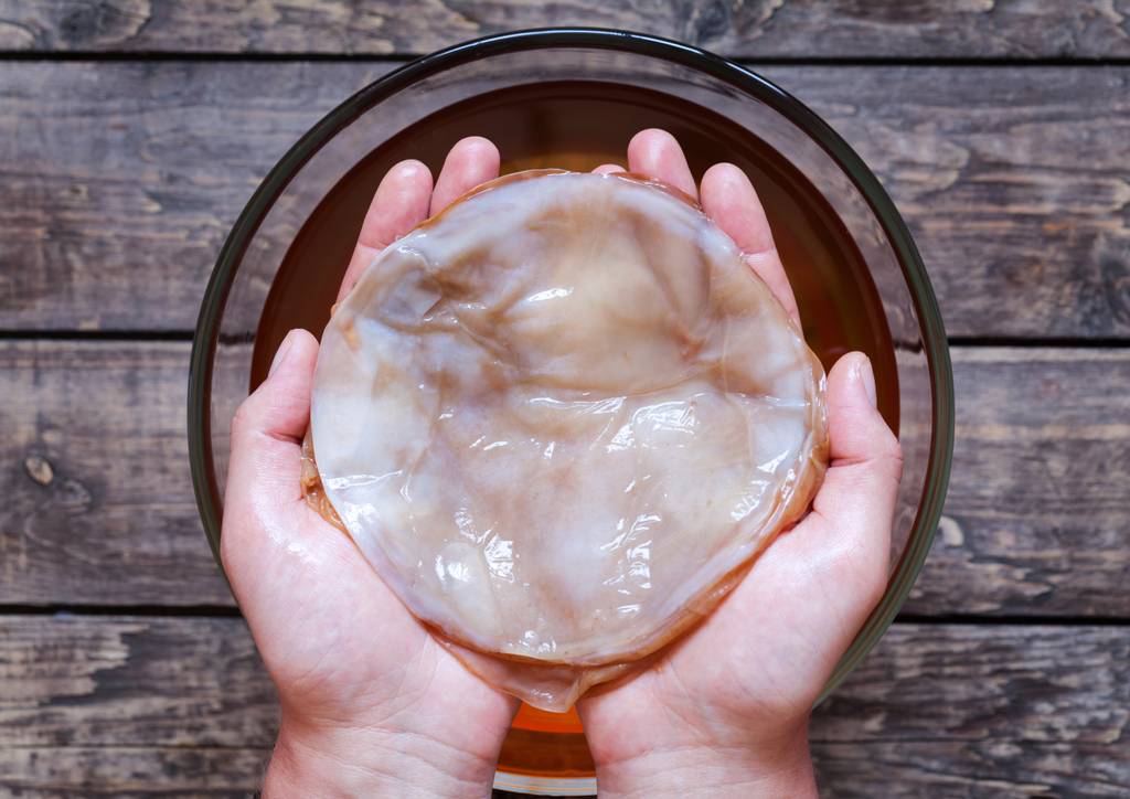 Kombucha-Pilz-Test: Zwei Hände halten einen Kombucha-Pilz.