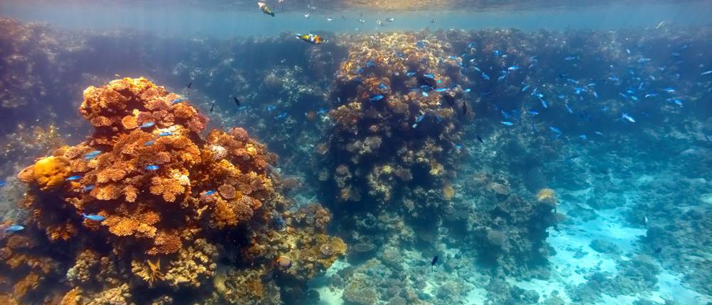 Sango-Meeres-Korallen Test