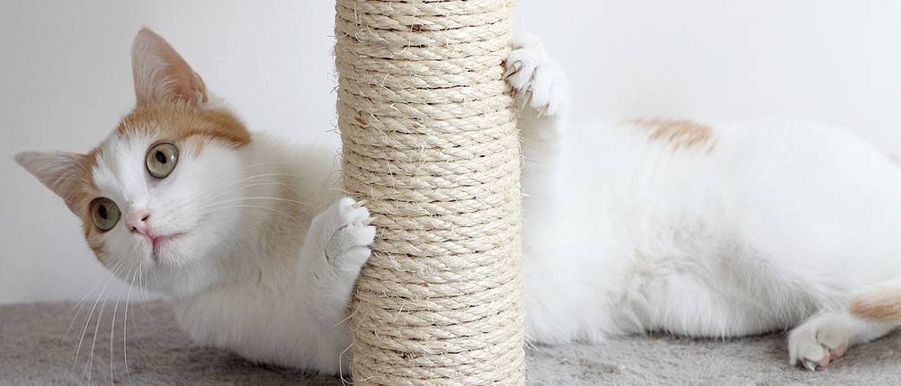 Kratzbaum Test durch weiße Katze