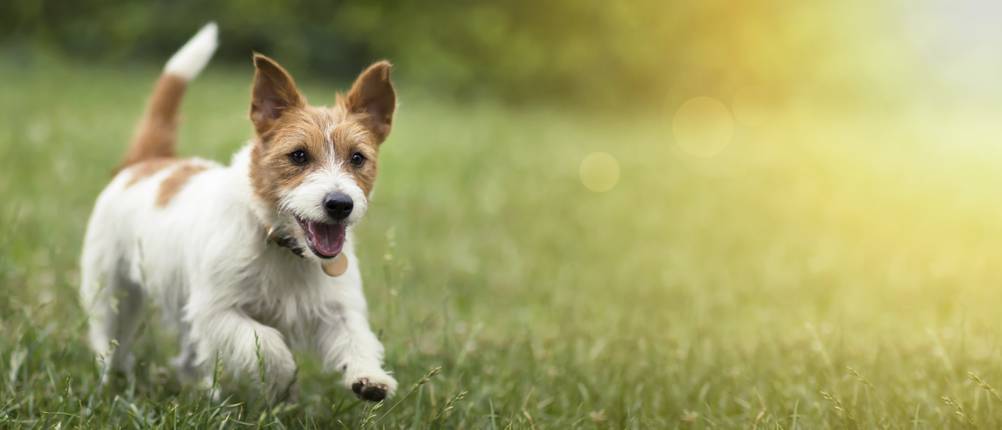Kühlweste-Hund-Test