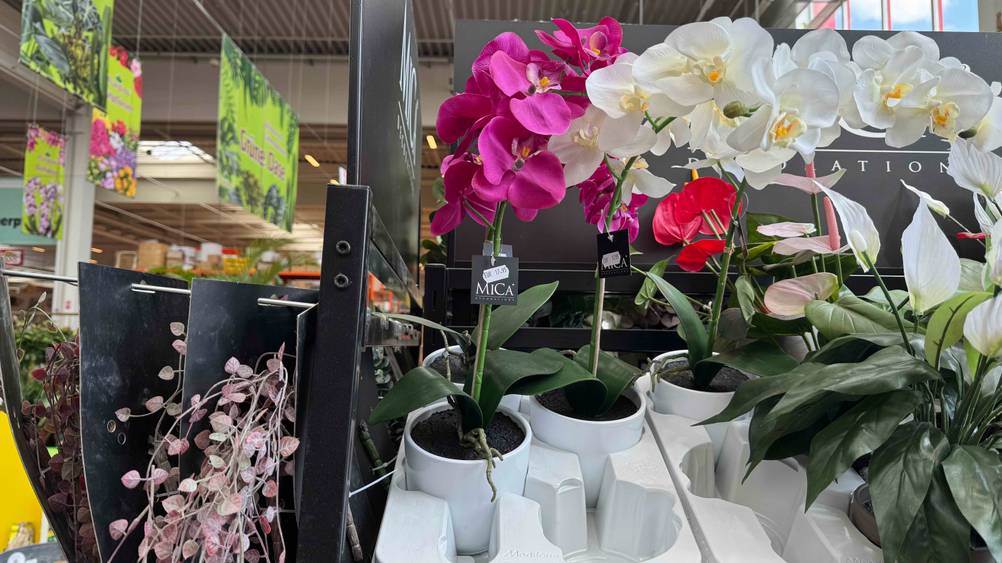 Künstliche Orchidee getestet: Mehrere Produkte nebeneinander in einer Verkaufsaustellung.