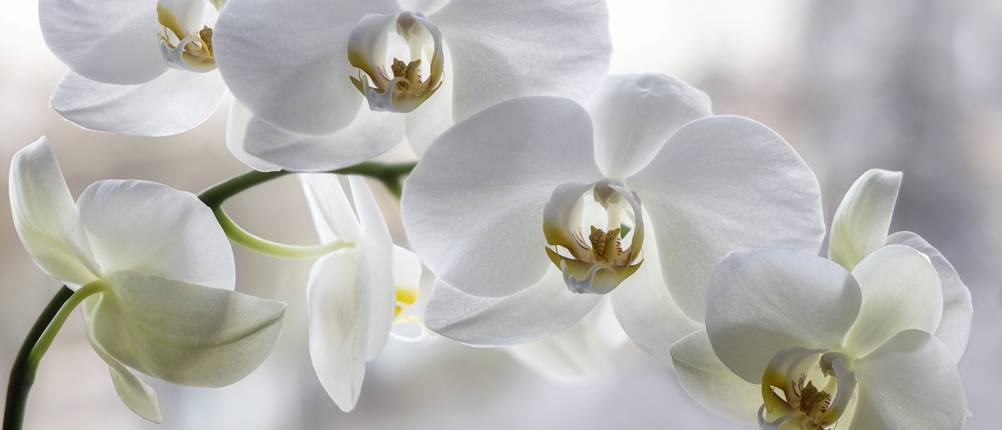 künstliche-orchidee-test