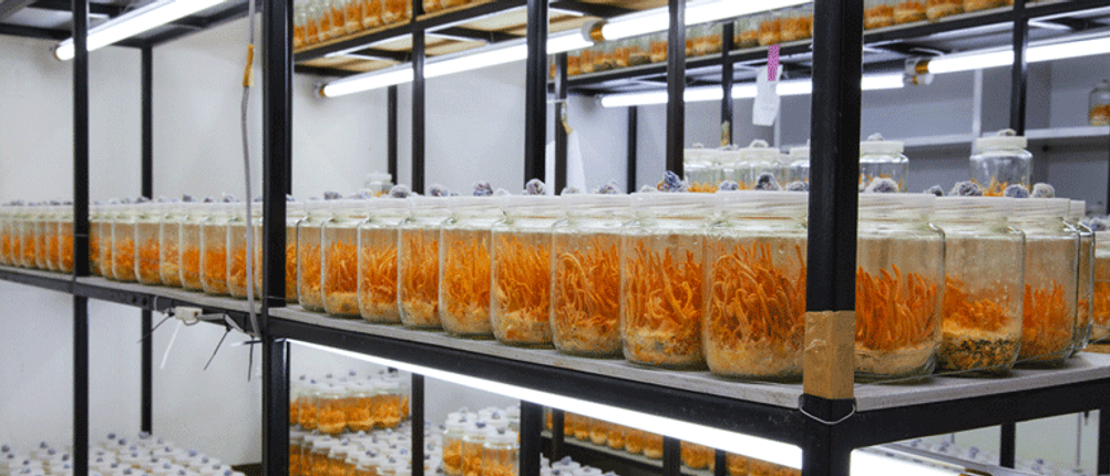 Cordyceps-Test: in einem Labor stehen mehrere Gläser, in denen Cordyceps kultiviert werden