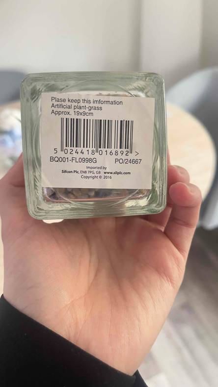 kentia palme luftfeuchtigkeit XXL Kentia Palme liefern lassen  Green Me Up