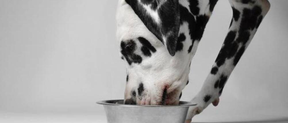 landfleisch-hundefutter-test