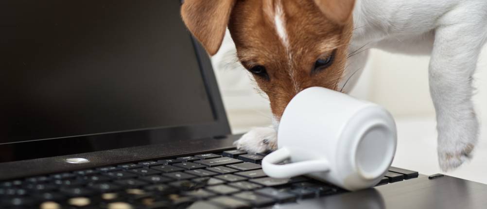 Laptop-Versicherung-Test: Ein Hund verschüttet eine Tasse Kaffee über einer Laptop-Tastatur.