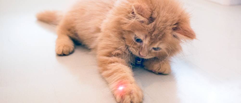 Laserpointer-für-Katzen-Test