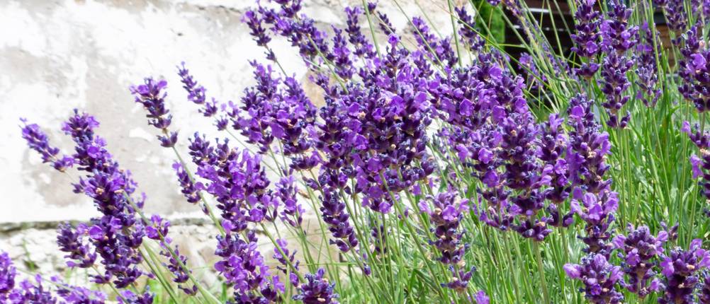 Lavendel-Pflanze Test