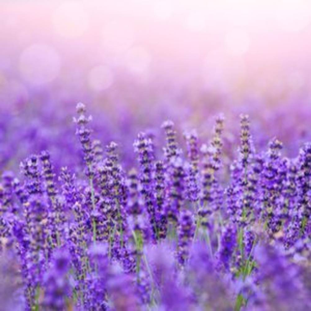 lavendel-raumduft-vergleich