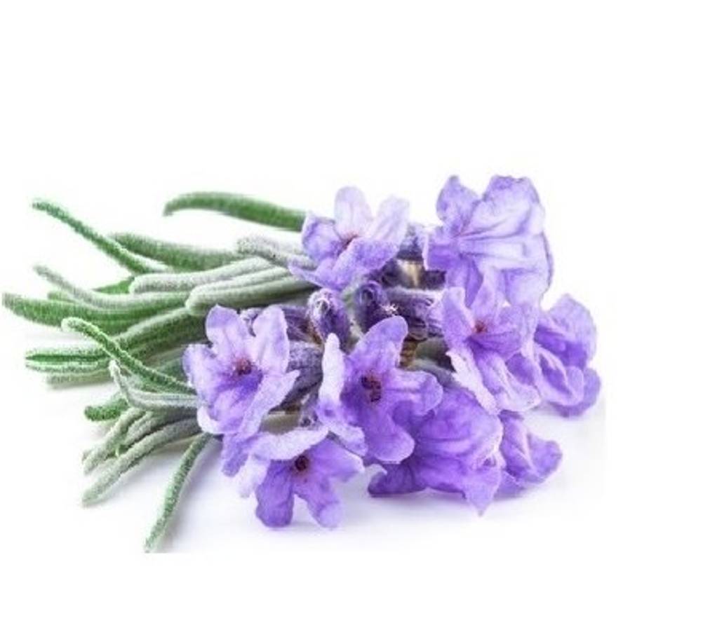Lavendel