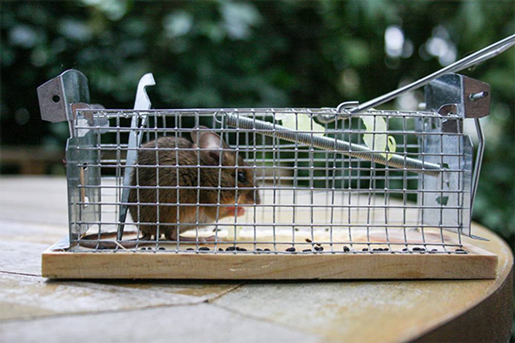 Lebenfalle im Test: Eine kleine Maus, die in einer Lebenfalle sitzt.