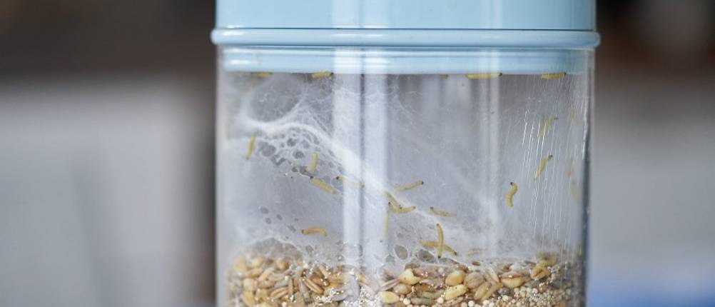 Lebensmittelmottenfalle Test