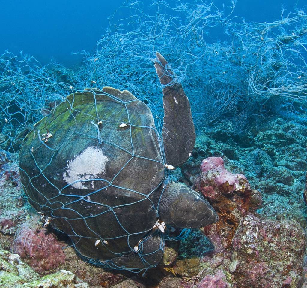 tauchermesser-test: Eine Schildkröte ist in einem Fischernetz verfangen. 