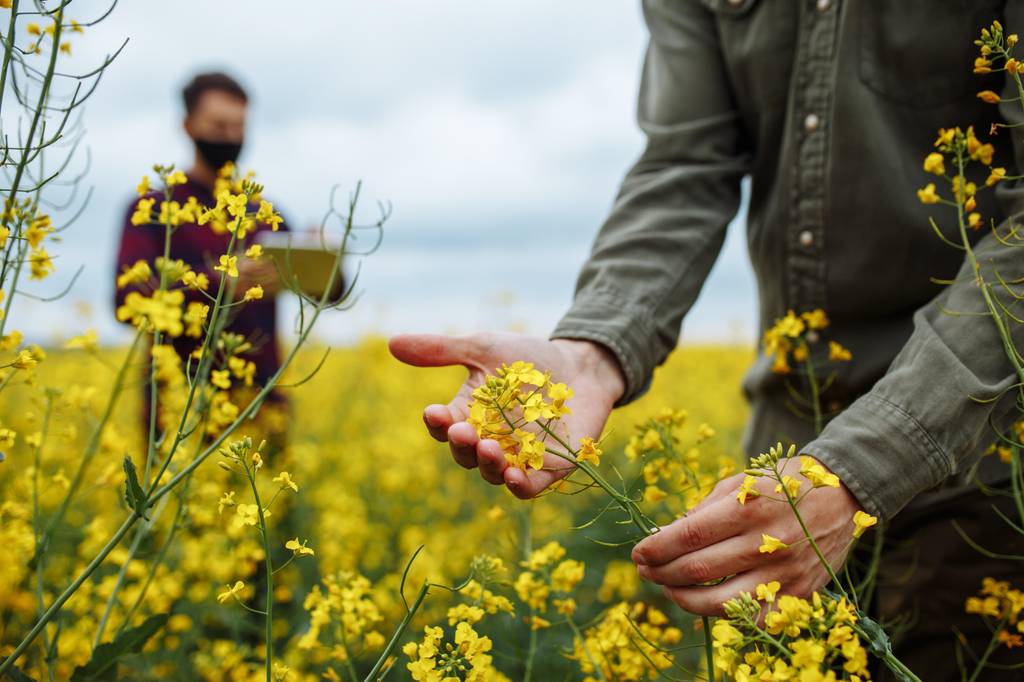 Lecithin-Kapseln-Test: Zwei Männer betrachten Rapsblüten auf einem Rapsfeld. 