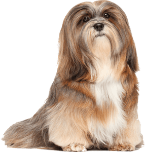 Lhasa Apso