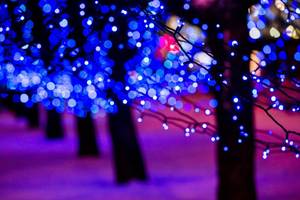 Lichterkette-Test: blaue Lichterketten an Bäumen.