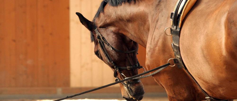 Longiergurt Test: ein Warmblut läuft in einer Reithalle an der Longe.