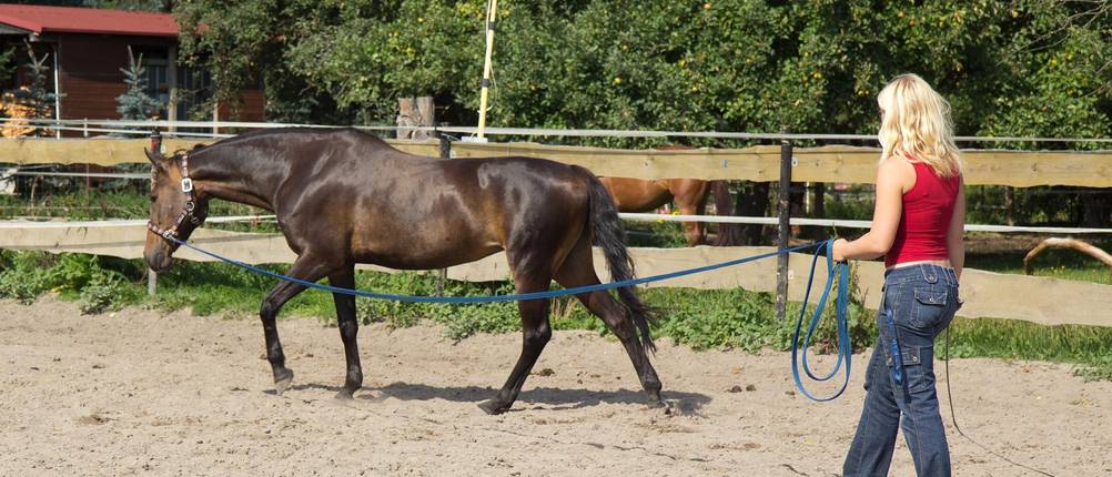 Longierpeitsche-Test: Eine Frau longierte in Pferd, in der linken Hand die Longe, in der rechten Hand die Longierpeitsche.
