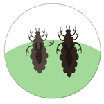 louse