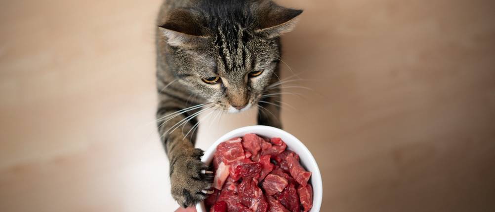 Lucky-Kitty-Katzenfutter Test