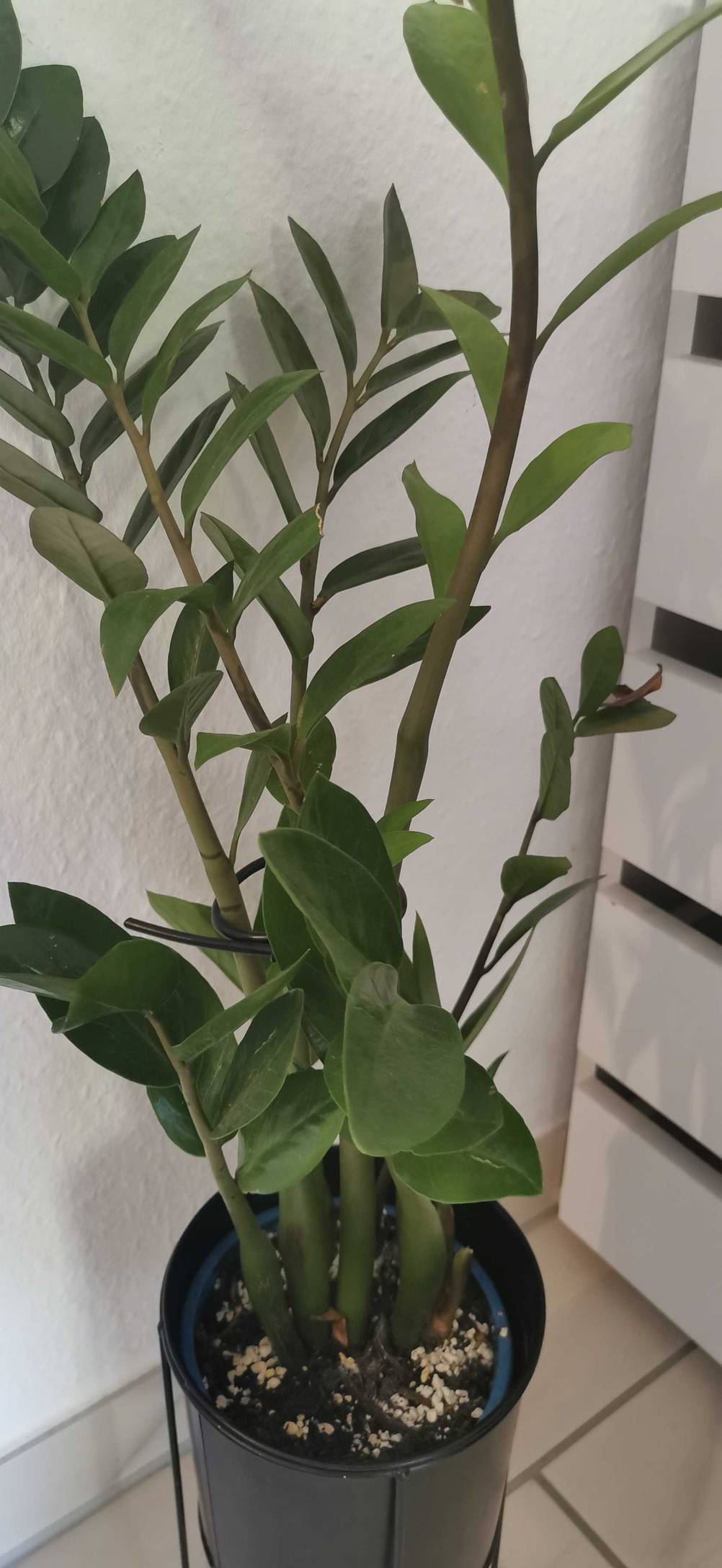 Luftreinigende Pflanzen getestet: Eine Zamioculcas in einem schwarzen Topf vor einer hellen Wand.
