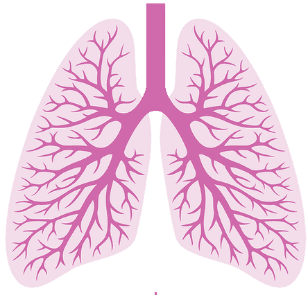 lungen