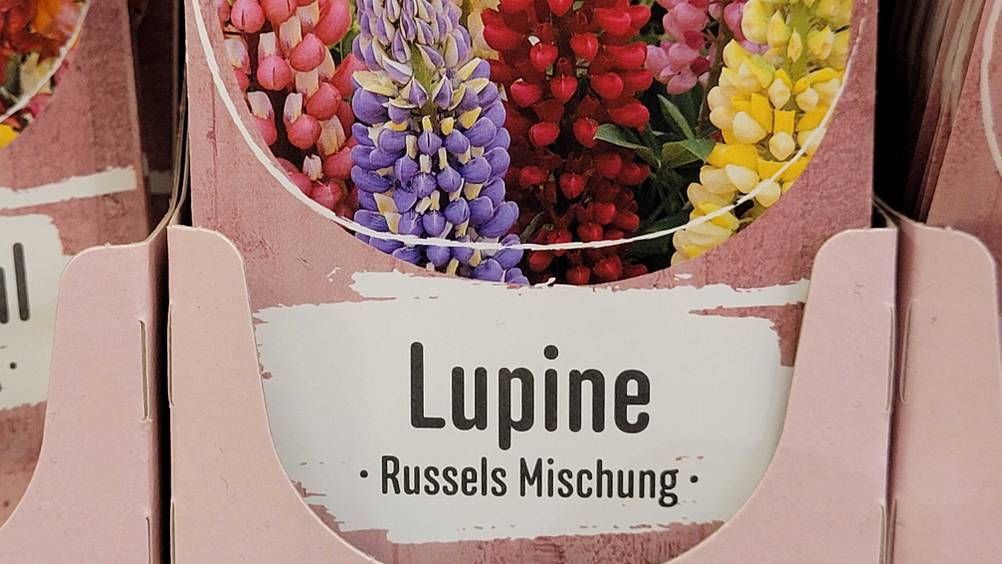Lupinen-Samen-Test: Nahaufnahme der Verpackung mit Artikelbezeichnung.